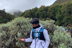edelweis papandayan